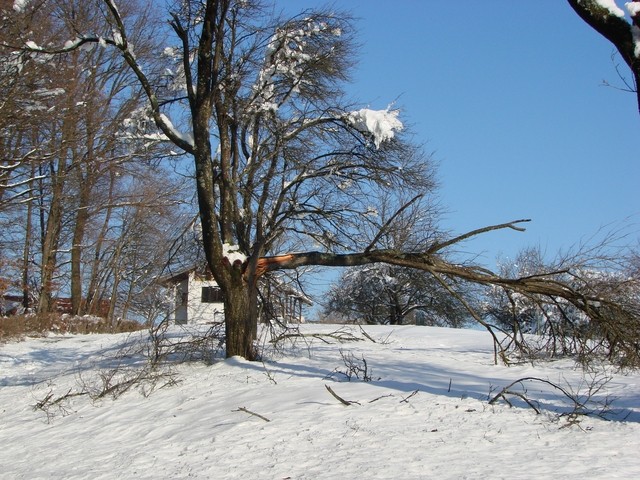 slomljena šljiva